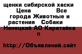 щенки сибирской хаски  › Цена ­ 10 000 - Все города Животные и растения » Собаки   . Ненецкий АО,Каратайка п.